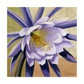 Trademark Fine Art Jason Higby 'Desert Bloom Flower Ii' Canvas Art, 24x24 WAG02643-C2424GG